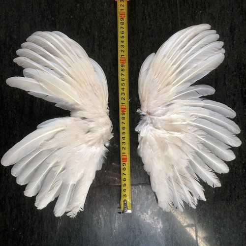 Paire ailes blanches - d,
