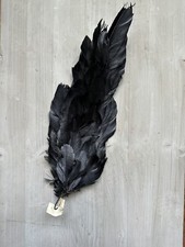 Plumes Anciennes Avec