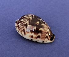 Cypraea Diluculum 21,3 mm Gem