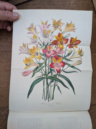 Livre ancien van houtte flore - ancien-van, houtte-flore
