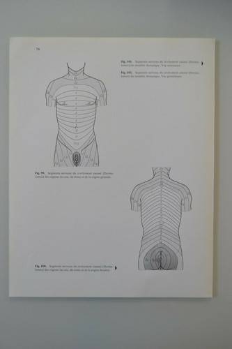 Planche anatomie humaine - d'anatomie,