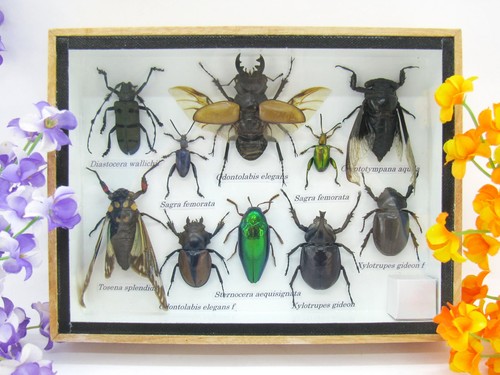 Insectes 3D - exotiques réel