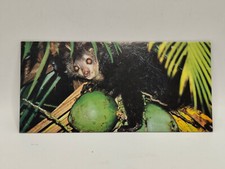 Nestlé MERVEILLES DU MONDE Carte N°240 "l'aye-l'aye"