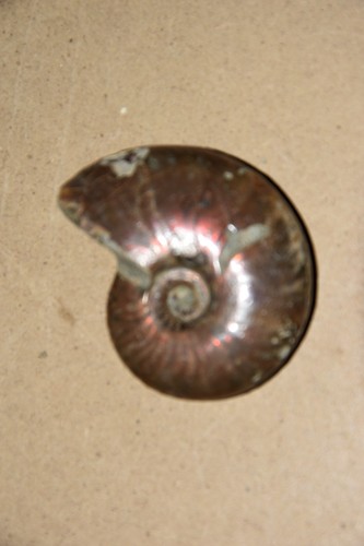 Ammonite aioloceras besairiei - aioloceras,
