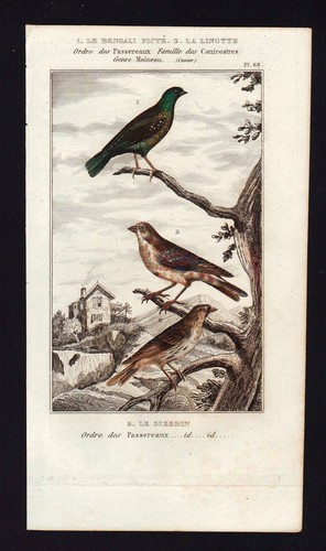 Bengali sizerin linotte - bengali, et