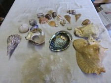 LOT DE COQUILLAGES DE