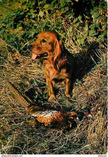 Carte postale animaux - -,