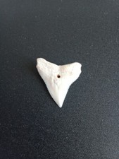 DENTS de REQUIN TIGRE de Nlle