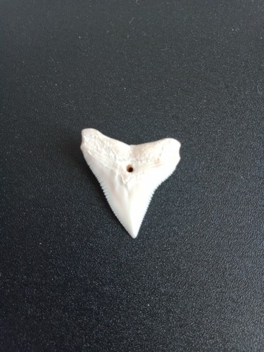 Dents requin tigre nlle - de,