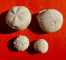 OURSINS FOSSILES CRÉTACÉS DE