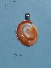 Oeil de Sainte Lucie opercule porte bonheur   24 mm  N°5