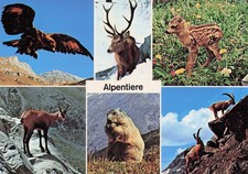 SUISSE CAMPOCOLOGNO RESTAURANT