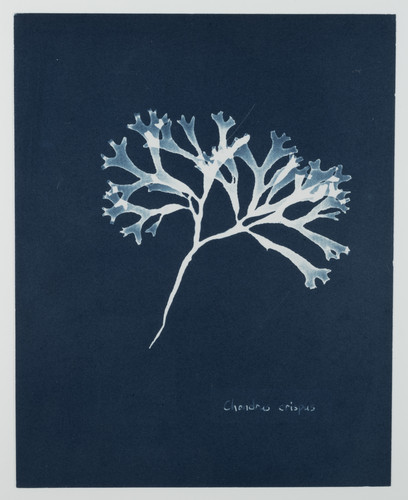 Cyanotype algues vintage - cyanotype,