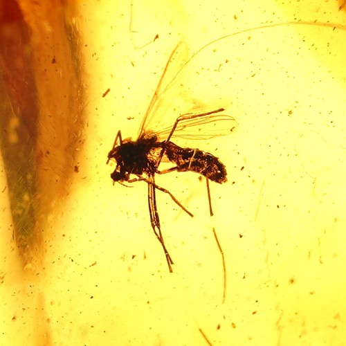 Ambre baltique fossile - ambre,