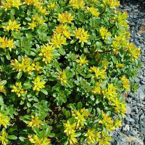 Sedum kamtschaticum orpin du - sedum,