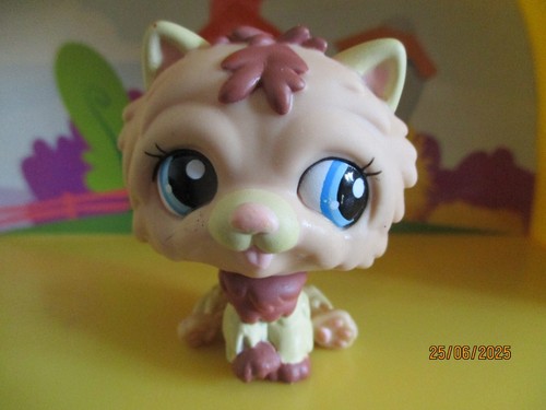 Petshop chien chow - petshop,