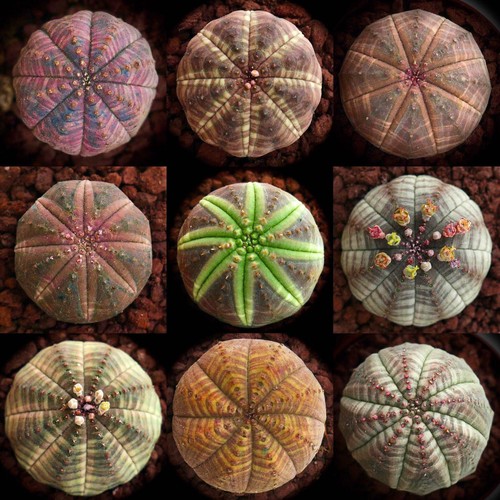 Euphorbia obesa seeds - seeds,