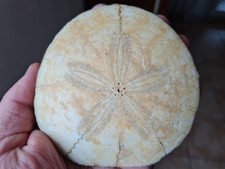 Oursin fossile: Parascutella paulensis 10cm!