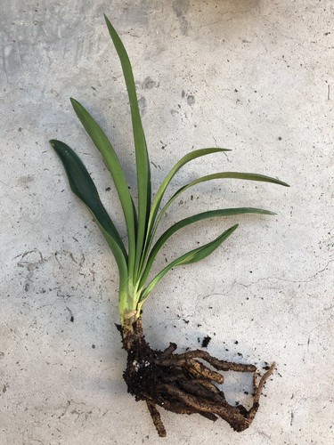 Clivia miniata bush lily - miniata,