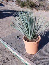 Yucca rostrata - yucca,
