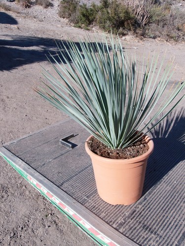 Yucca rostrata - rostrata,,