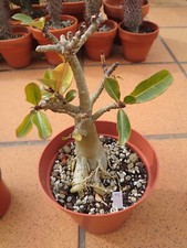 Adenium Arabicum