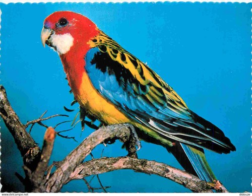 Carte postale australie - -,