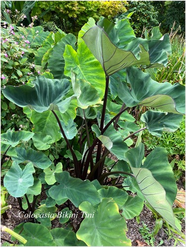 Colocasia esculenta bikini - esculenta,