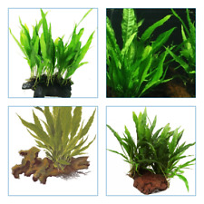 2 x microsorum fougère de Java cichlidé discus robuste plante  pour bois roche