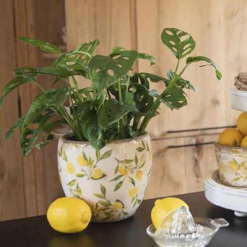 Pot fleurs lemon jaune - lemon,