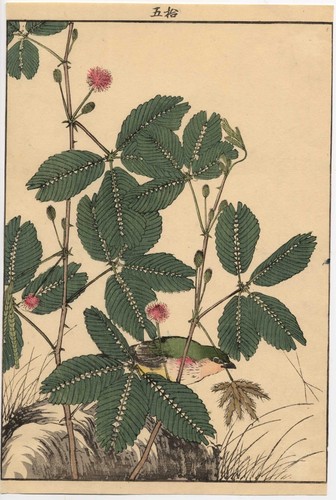 UW»Estampe japonaise