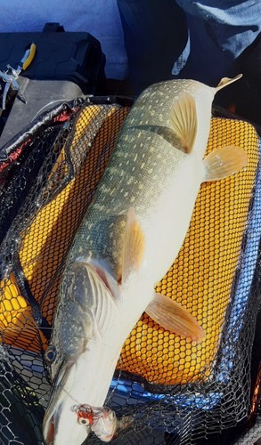 Monture poisson mort - , manié