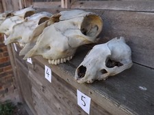 Crâne d'animal ou de mouton 