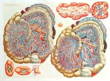 Lithographie Table Anatomique