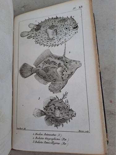 Cuvier règne animal - -,