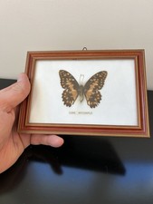 TAXIDERMIE ENTOMOLOGIE