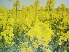 2000 graines d'engrais vert en mélange (phacelie +Moutarde+luzerne)