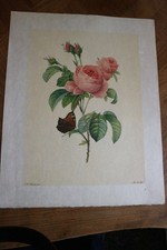 BELLE LITHOGRAPHIE DE FLEUR de PIERRE JOSEPH REDOUTE 1939 MOURLOT ROSIER japon