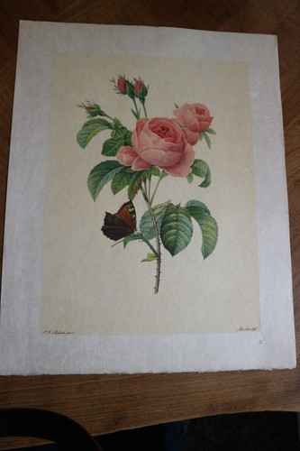 Belle lithographie fleur de - belle,