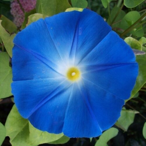 Heavenly blue morning glory - heavenly,