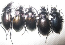 Carabidae 5 Carabus nemoralis A1 (Lot, FRANCE)