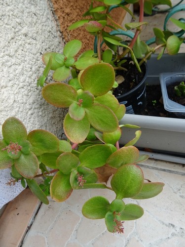Plante grasse pot - avec, des