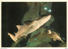 Animaux - Poissons - Aquarium de La Rochelle - Requin Nourrice et tortue Caretta