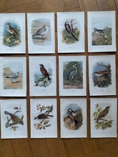 12 Lithos de zoologie 