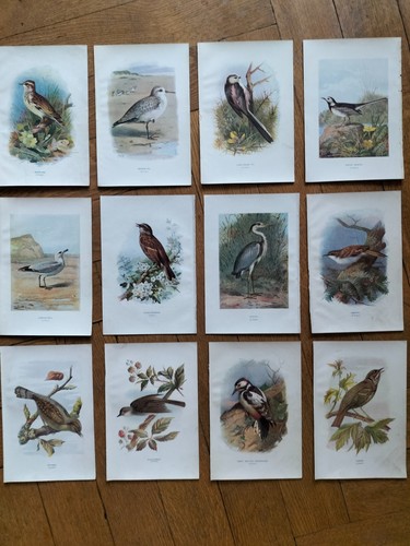 Lithos zoologie - 12, de