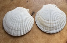 Scallop Shells Shell Approx 7