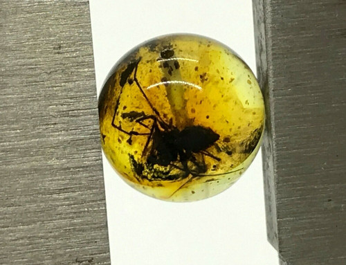 Ambre avec insecte - avec,