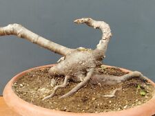 Bonsaï orme champêtre 37 x 17 cm plante articulée livraison gratuite contacte...