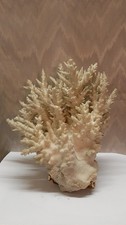 branche corail blanc 30 cm de haut x 27 cm de large