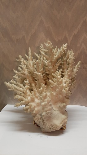 Branche corail blanc de - corail, 30
